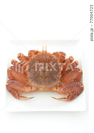 生きている毛ガニ食材 77004725