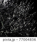 夜の梅 77004836