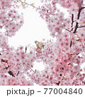 桜とインコ 77004840