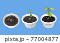 さつまいもの成長_切り抜きセット 77004877