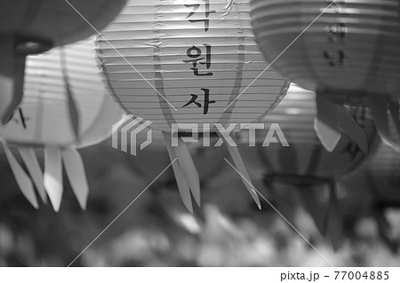 提灯 花 桜 77004885