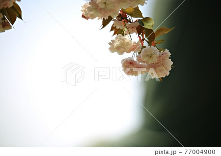 春 花 桜 77004900