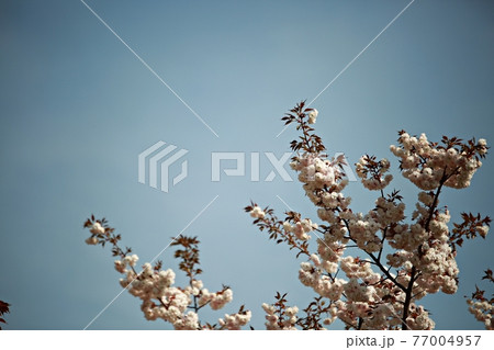 春 花 桜 77004957