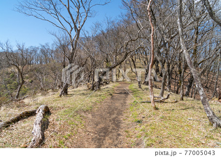 小丸尾根分岐から鍋割山へ向かう登山道 小丸尾根分岐から鍋割山へ向かう登山道 77005043