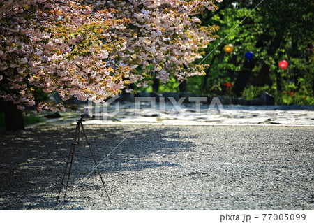 春 花 桜 77005099