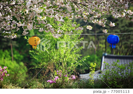 春 花 桜 77005113