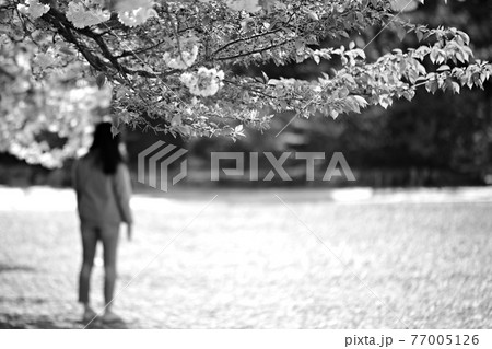 春 花 桜 77005126