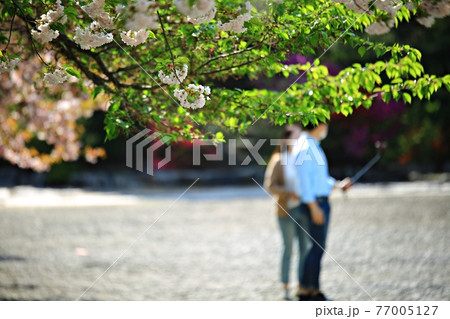 スポット 花 桜 77005127