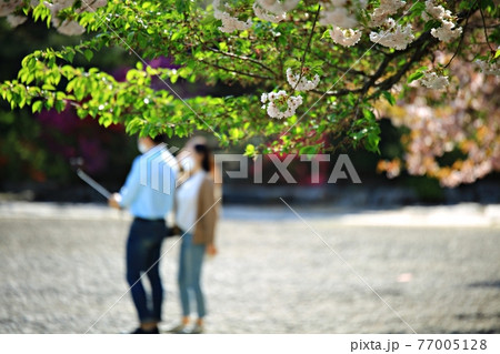春 花 桜 77005128