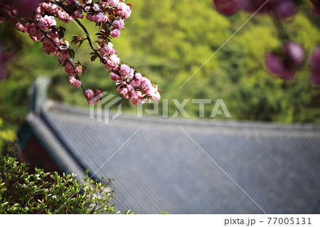 花 桜 祭り 77005131
