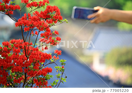 春 花 桜 77005220