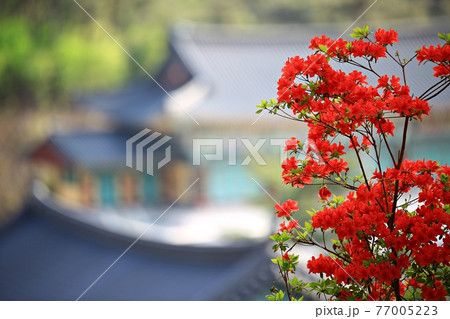 春 花 桜 77005223