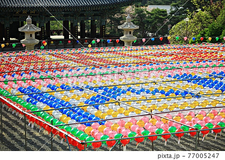 提灯 花 寺院 77005247