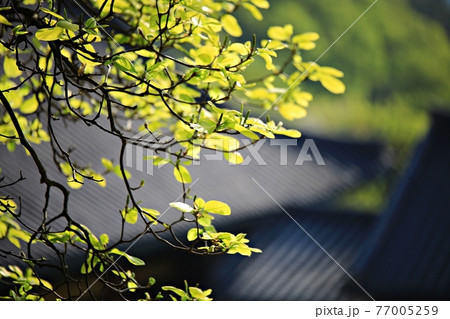 花 葉 桜 77005259