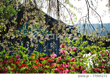 花 桜 寺院 77005272