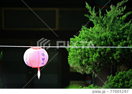 春 花 桜 77005297