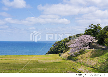 京都　伊根町新井（春）　 77005703