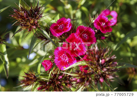 ヒゲナデシコ（アメリカナデシコ） 77005729