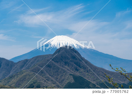 矢倉沢峠から明神ヶ岳へ向かう登山道から見た金時山 77005762