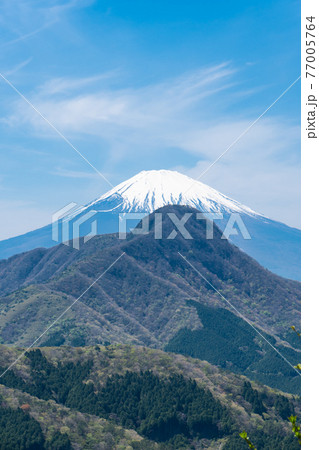矢倉沢峠から明神ヶ岳へ向かう登山道から見た金時山 77005764