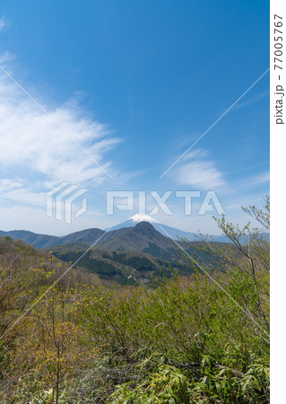 矢倉沢峠から明神ヶ岳へ向かう登山道から見た金時山と富士山 77005767