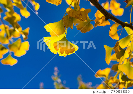 Ginkgo (Ginkgo biloba) yellow leaves with blue sky in the background. Various plant species and natural landscapes. Wuling Farm in winter, Taiwan. December 2020. Ginkgo (Ginkgo biloba) yellow leaves with blue sky in the background. Various plant species and natural landscapes. Wuling Farm in winter, Taiwan. December 2020. 77005839