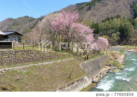 白馬の春 大出公園の桜 白馬の春 大出公園の桜 77005859