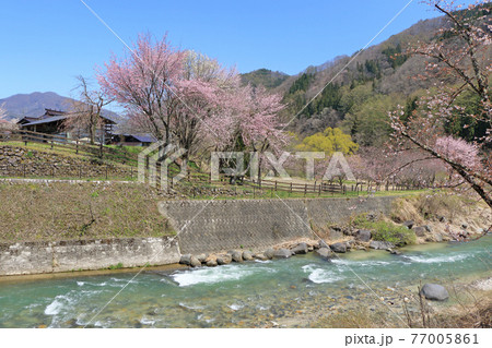 白馬の春　大出公園の桜 77005861