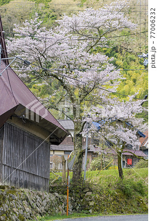 京都 世屋高原(春) 京都 世屋高原(春) 77006232