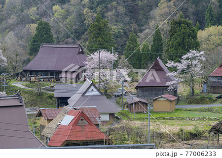 京都 世屋高原(春) 京都 世屋高原(春) 77006233