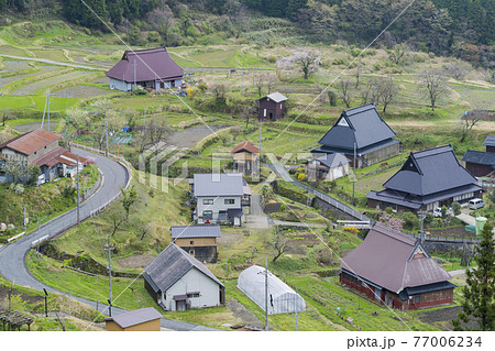 京都　世屋高原（春） 77006234
