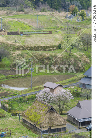 京都 世屋高原(春) 京都 世屋高原(春) 77006236