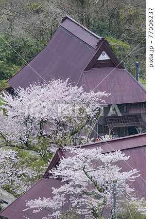 京都 世屋高原(春) 京都 世屋高原(春) 77006237