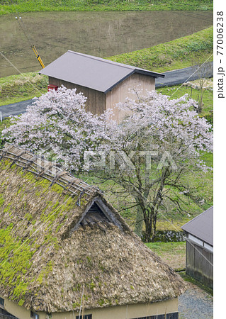 京都　世屋高原（春） 77006238