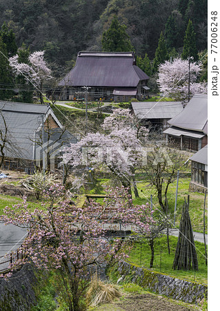 京都 世屋高原(春) 京都 世屋高原(春) 77006248