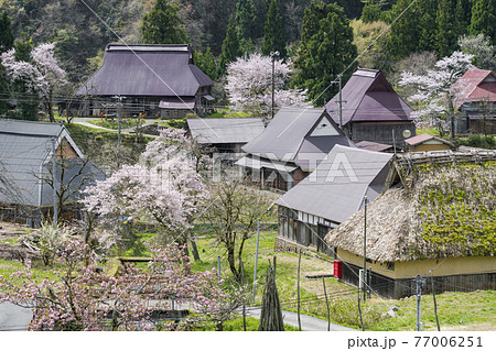 京都　世屋高原（春） 77006251