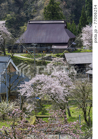 京都　世屋高原（春） 77006254