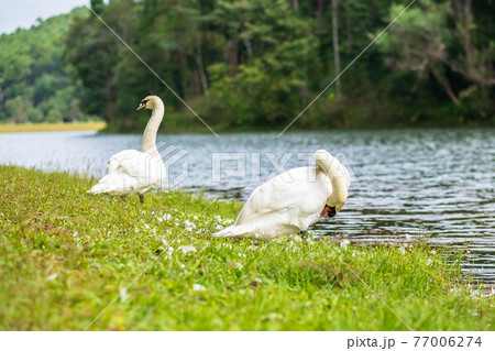 white swans near river and forest, scenic of Pang Oung lake, Mae Hong Son, Thailand. travel and vacation concept 77006274