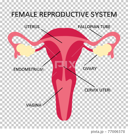 REPRODUCTIVE SYSTEM Women Diagram For Medical... - Stock Illustration ...