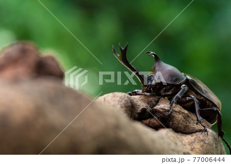 森で木にしがみ付くオスのカブトム 森で木にしがみ付くオスのカブトム 77006444
