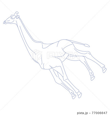 88星座シリーズC-白背景に星座絵のみ-きりん座 88星座シリーズC-白背景に星座絵のみ-きりん座 77006647