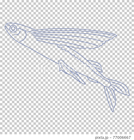 88星座系列C-星座圖白底-Volans 77006667