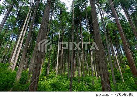 木曽のヒノキ林 77006699