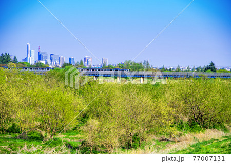 入間川荒川土手から 早春の風景 　JR川越線鉄橋　電車通過中　 77007131
