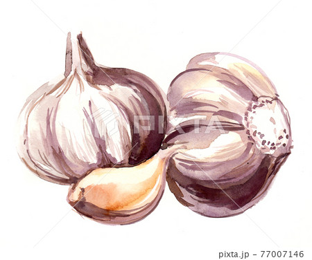 Bunch of garlic. Ink and watercolor drawing 77007146