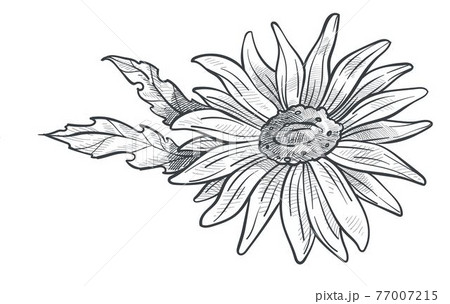 Camomile flower in blossom, monochrome sketch 77007215
