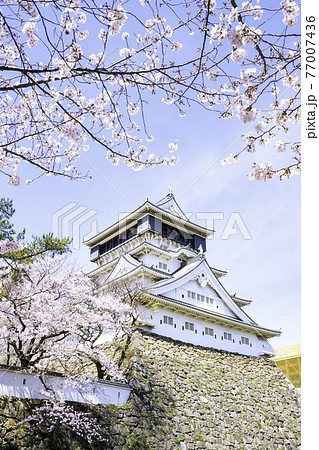桜が見頃の美しい小倉城 77007436