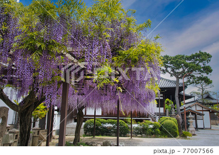 葛井寺の藤棚 　(大阪府藤井寺市藤井寺) 77007566