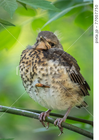 A fieldfare chick, Turdus pilaris, has left the nest and is sitting on a branch. A chick of fieldfare sitting and waiting for a parent on a branch. A fieldfare chick, Turdus pilaris, has left the nest and is sitting on a branch. A chick of fieldfare sitting and waiting for a parent on a branch. 77007750