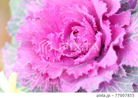 冬から春にかけて鑑賞できる綺麗な大輪の葉牡丹 77007855